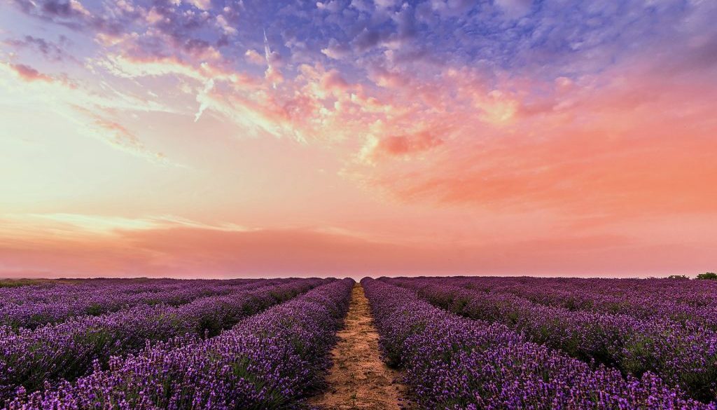 photo-lavender-flower-field-under-pink-sky-1920